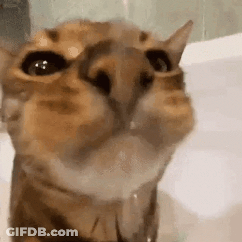 Cat Drinking Flowing Water GIF