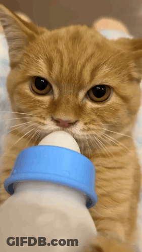 Cat Drinking From Baby Bottle GIF