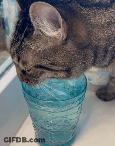 Cat Drinking From Blue Patterned Glass GIF