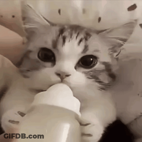 Cat Drinking From Bottle GIF
