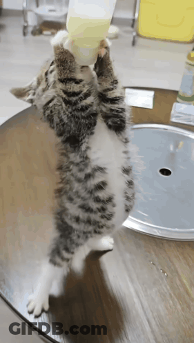 Cat Drinking From Bottle On Table GIF