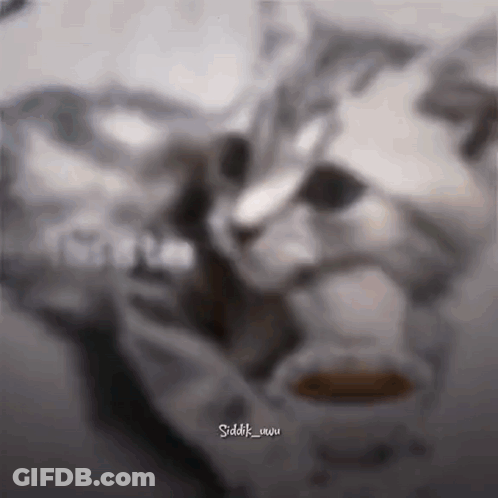 Cat Drinking From Cup GIF
