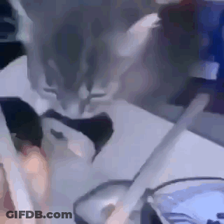 Cat Drinking From Glass With Straw On Table GIF
