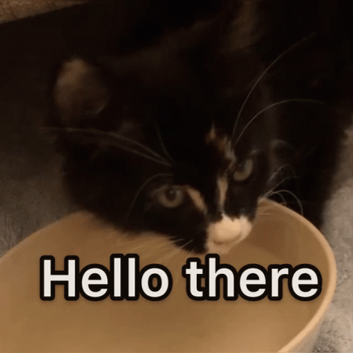 Cat Drinking Hello There GIF