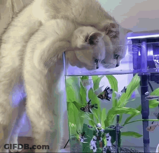 Cat Drinking In Aquarium GIF