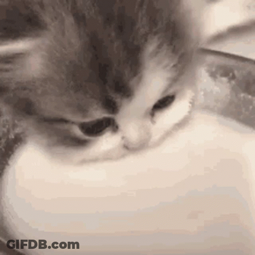 Cat Drinking Milk From Bowl GIF