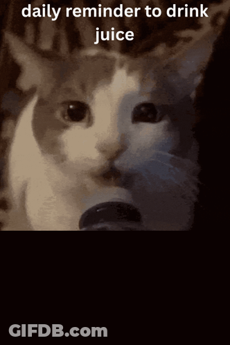 Cat Drinking Spruce Water GIF
