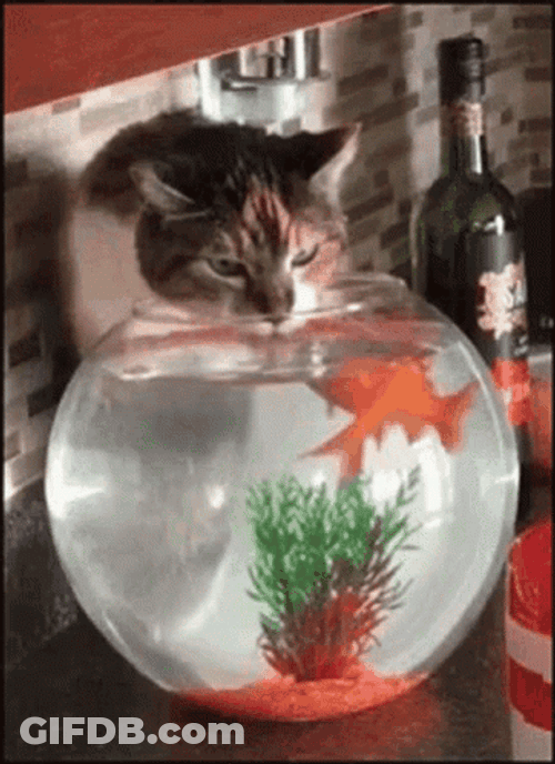 Cat Drinking Water From Bowl Of Goldfish GIF