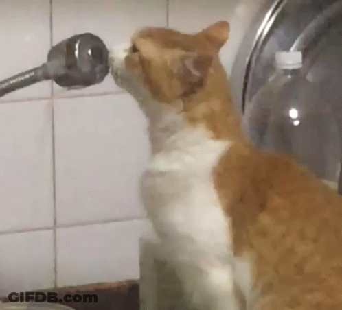 Cat Drinking Water From Faucet GIF