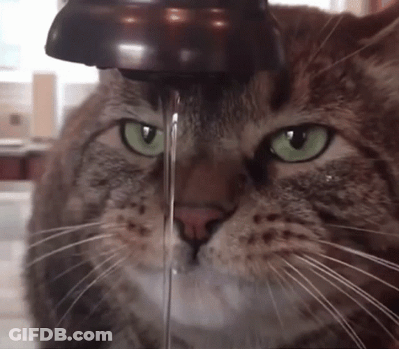 Cat Drinking Water GIF