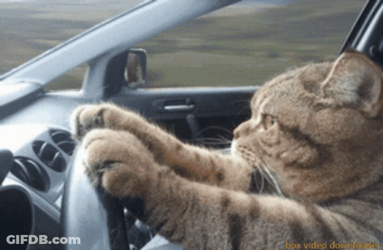 Cat Driving A Fast Car GIF