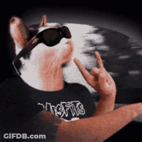 Cat Driving And Rocking GIF
