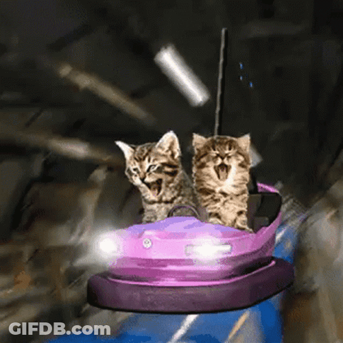 Cat Driving And Screaming With Passenger Cat GIF