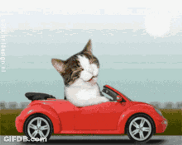 Cat Driving And Singing GIF
