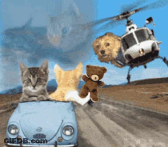 Cat Driving Another Cat , Dog Chasing Them GIF