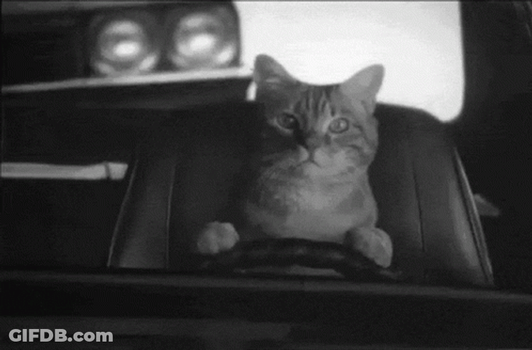 Cat Driving BnW Footage GIF