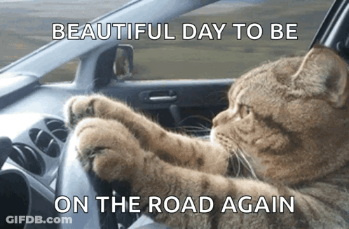 Cat Driving Car Beautiful Day To Be On The Road Again GIF