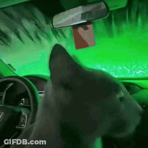 Cat Driving Car Green Background GIF