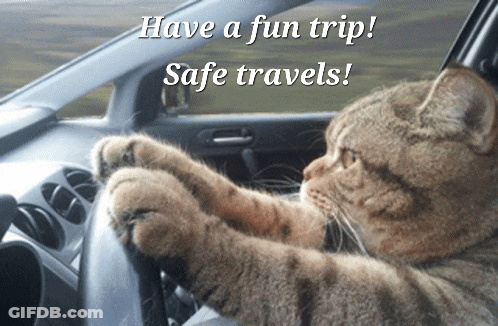 Cat Driving Car Have A Fun Trip GIF