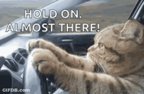 Cat Driving Car Hold On Almost There GIF