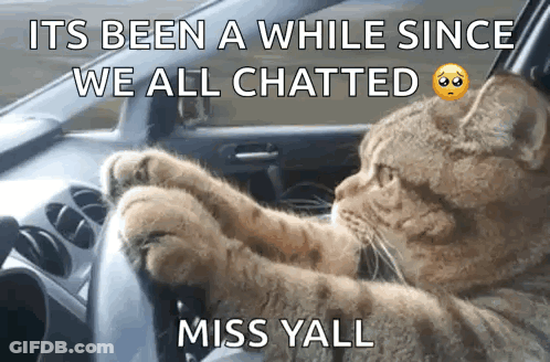 Cat Driving Car It's Been A While Since We All Chatted GIF