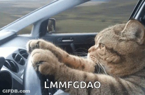 Cat Driving Car Lmmfgdao GIF