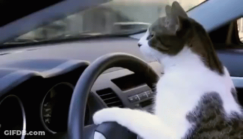 Cat Driving Car Looking At Steering Wheel GIF