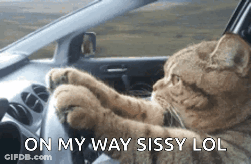 Cat Driving Car On My Way Sissy GIF