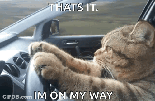 Cat Driving Car That's It I'm On My Way GIF