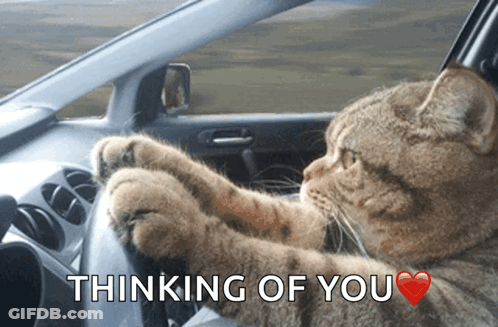 Cat Driving Car Thinking Of You GIF