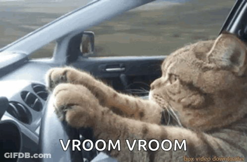 Cat Driving Car Vroom Vroom GIF