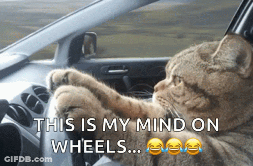 Cat Driving Car With Mind On Wheels GIF