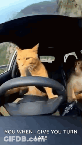 Cat Driving Car With Monkey In Back Seat GIF