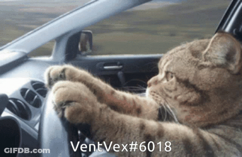 Cat Driving Car With Ventvex 6018 GIF