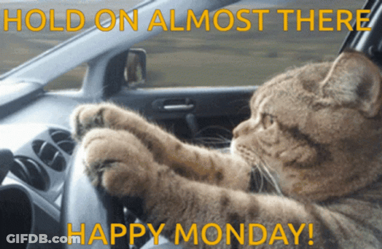Cat Driving Crazy Monday GIF