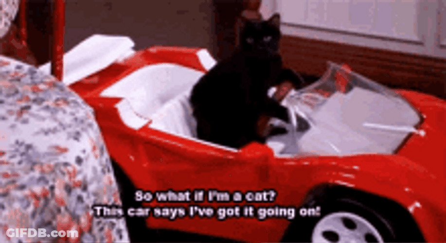 Cat Driving Despite Being A Cat GIF