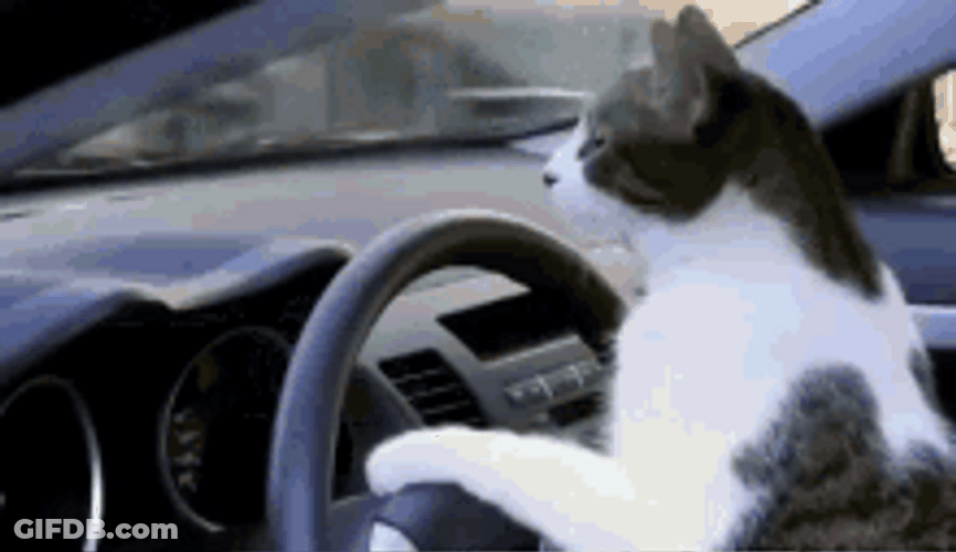 Cat Driving For A Race GIF