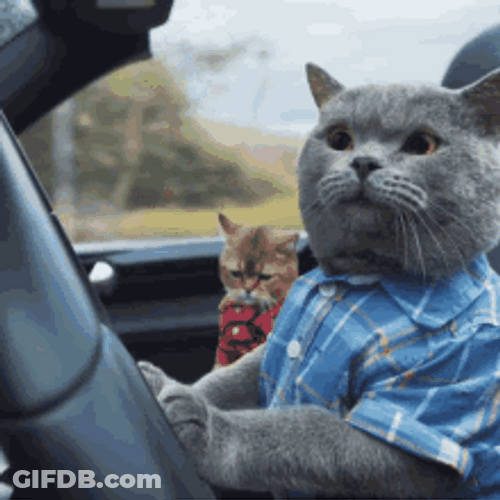 Cat Driving His Girlfriend GIF