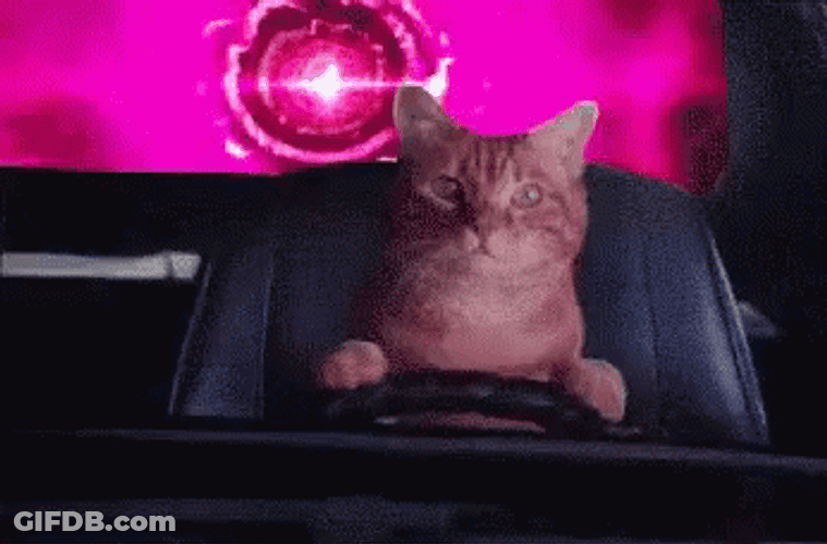 Cat Driving Ignoring Warning GIF