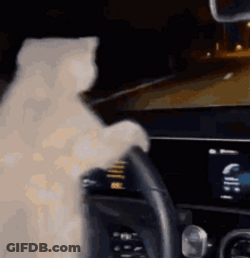 Cat Driving Nervously GIF
