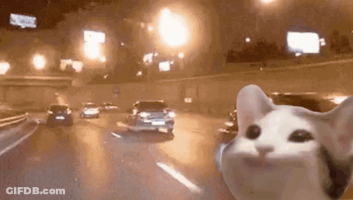 Cat Driving On Highway At Night GIF