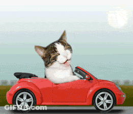 Cat Driving Red Car Head On Steering Wheel GIF