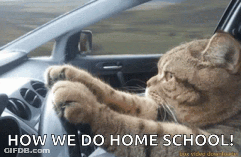 Cat Driving To Bus Station GIF