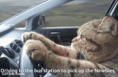 Cat Driving To Bus Station GIF