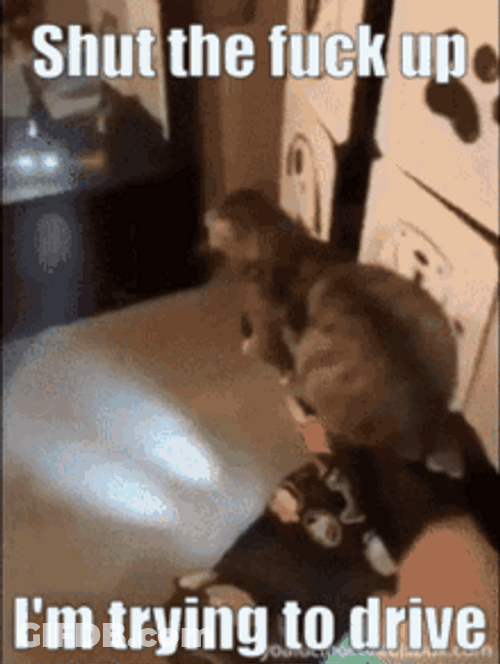 Cat Driving While Asking Others To Shut Up GIF