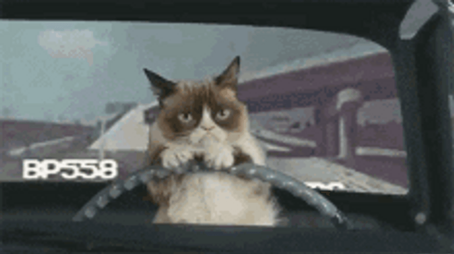 Cat Driving While Avoiding Chasers GIF