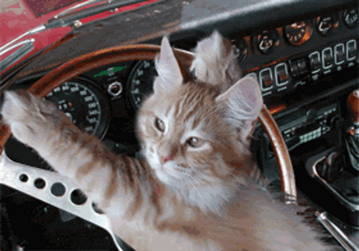 Cat Driving While Hugging The Steering Wheel GIF