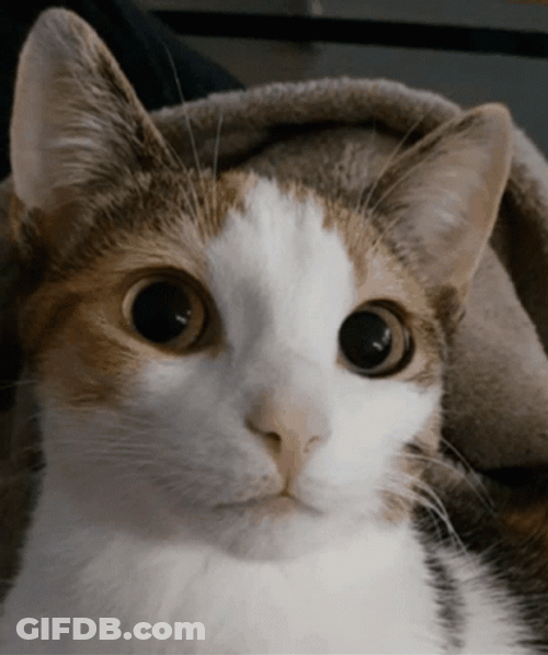 Cat Drooling Eyes While Gulp GIF