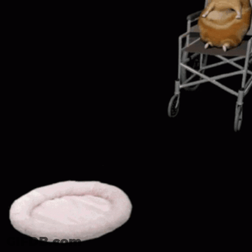 Cat Dropped From Wheelchair GIF