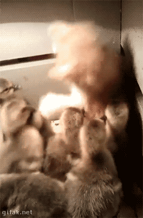 Cat Drowning In Ducks GIF